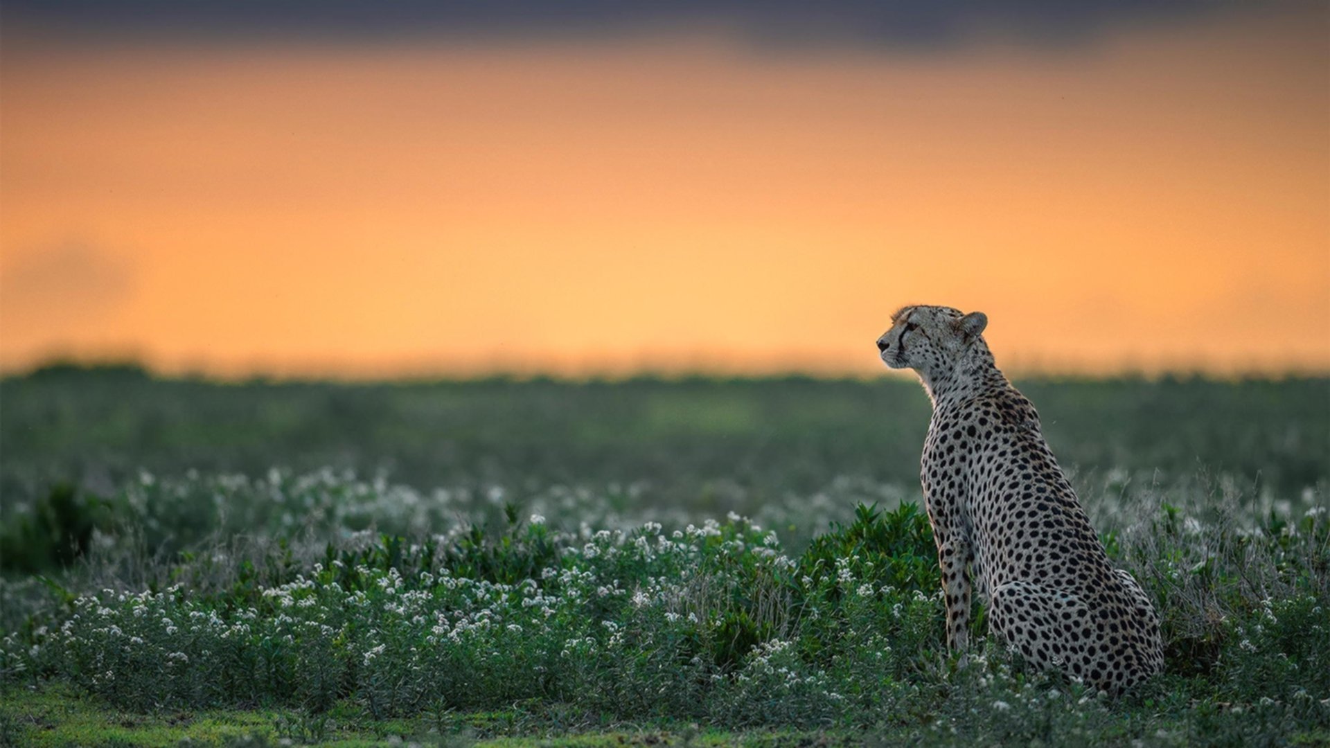 当不可能成为现实，阿隆索如何带领雷诺上演F1史上最不可思议的逆袭