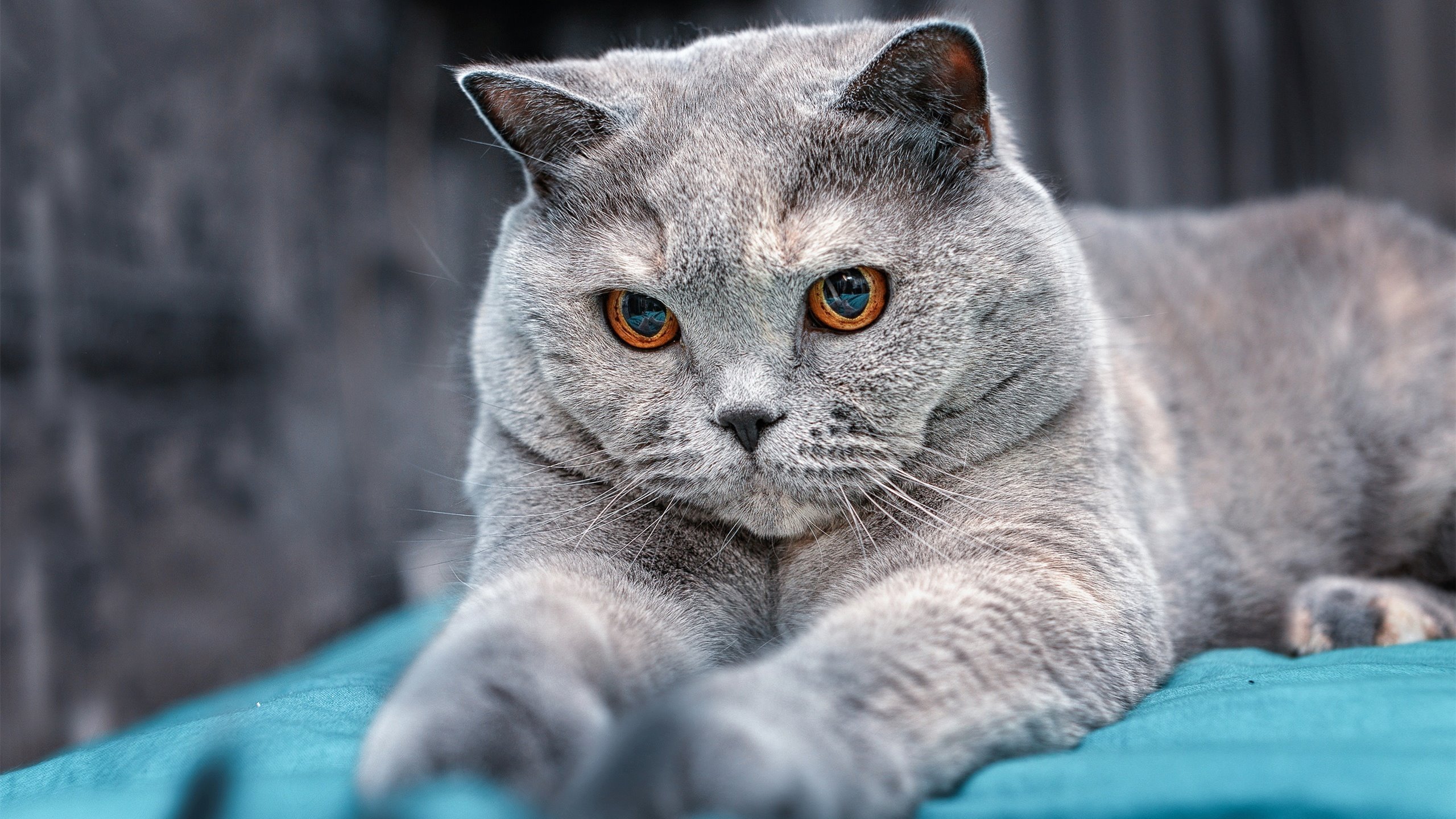 平行宇宙的终场哨，当红魔曼联绝杀欧洲红魔比利时