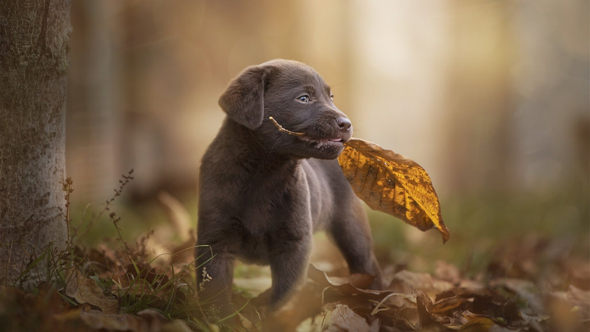 奥恰洛夫燃爆赛场!葡萄牙队绝地反击,与德国队上演七局史诗鏖战