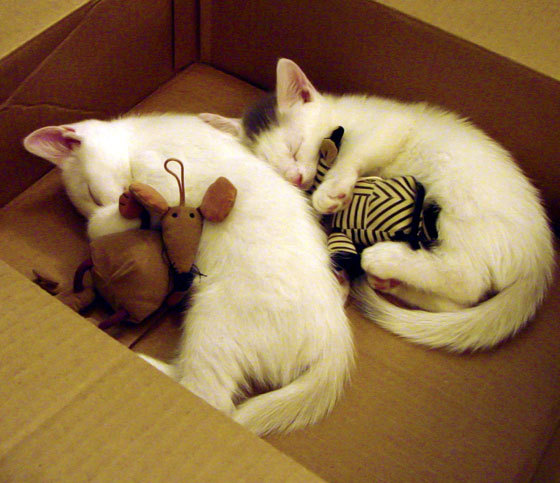 殿堂碾过旷野，温网的永恒引力与新王辛纳的加冕序曲