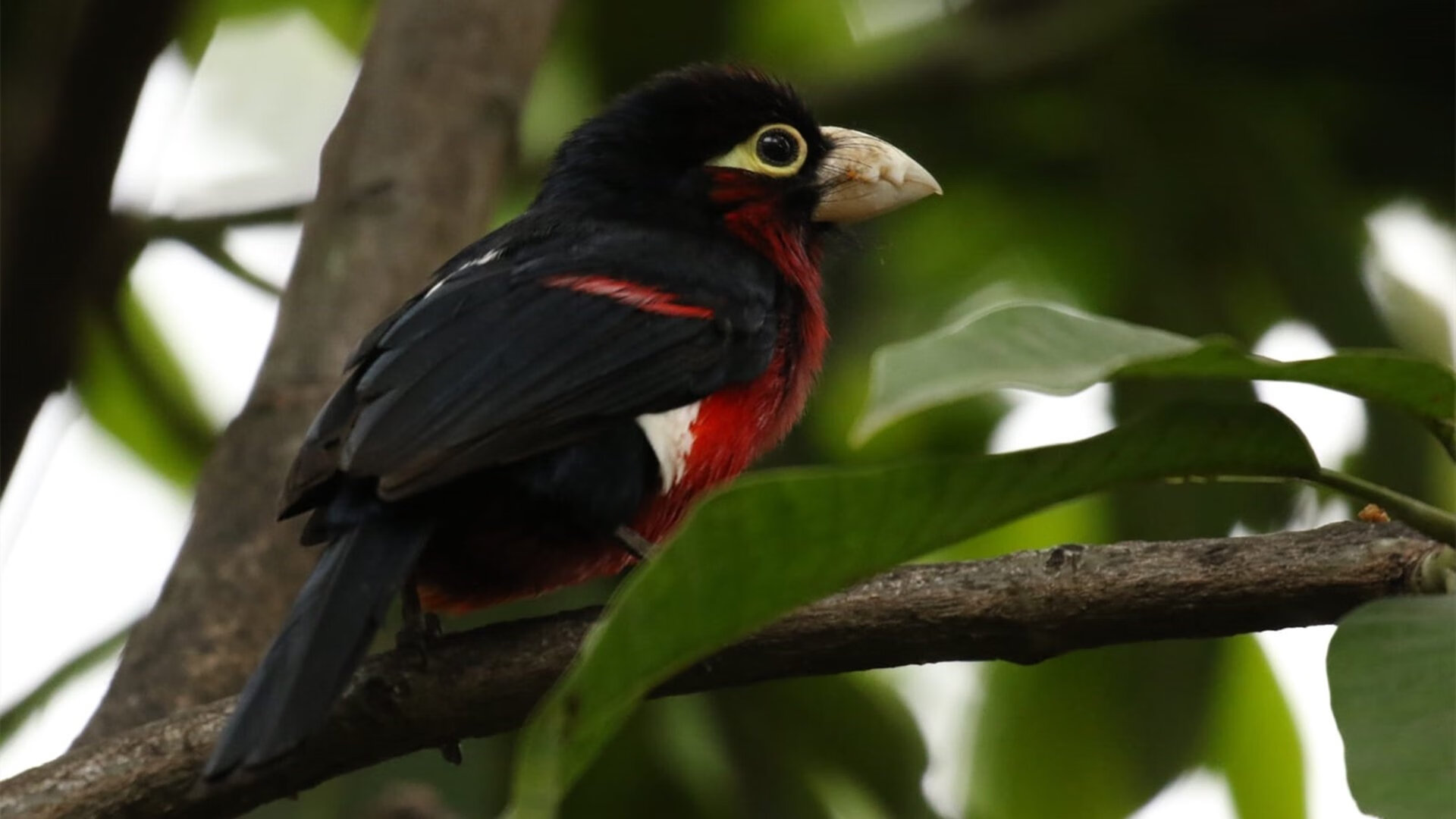 逆转的两种语言，从安联球场的集体意志到球台前的王者瞬间