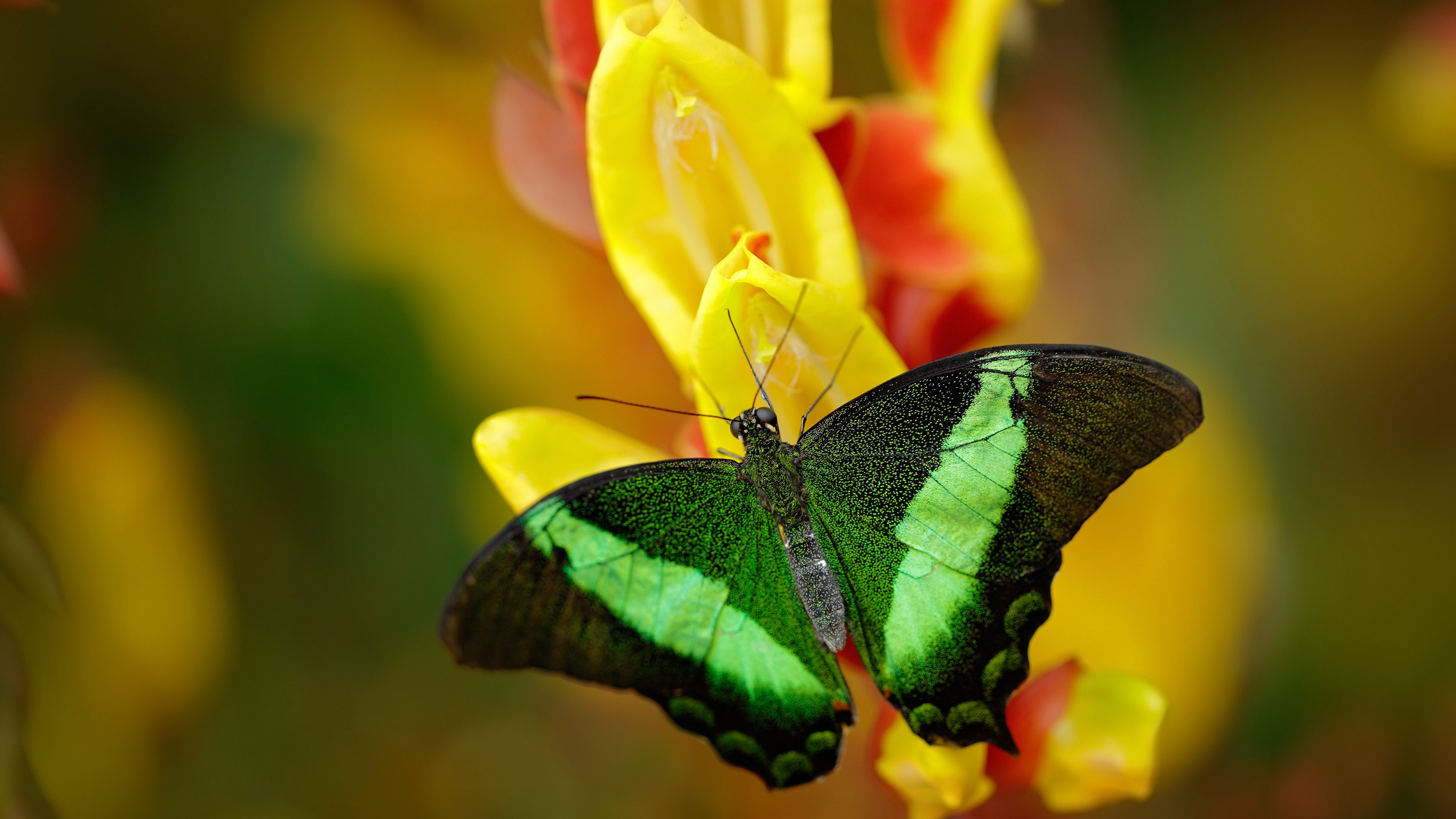 唯一性的交响，勇士一波流定乾坤，英格拉姆F1揭幕战铸传奇