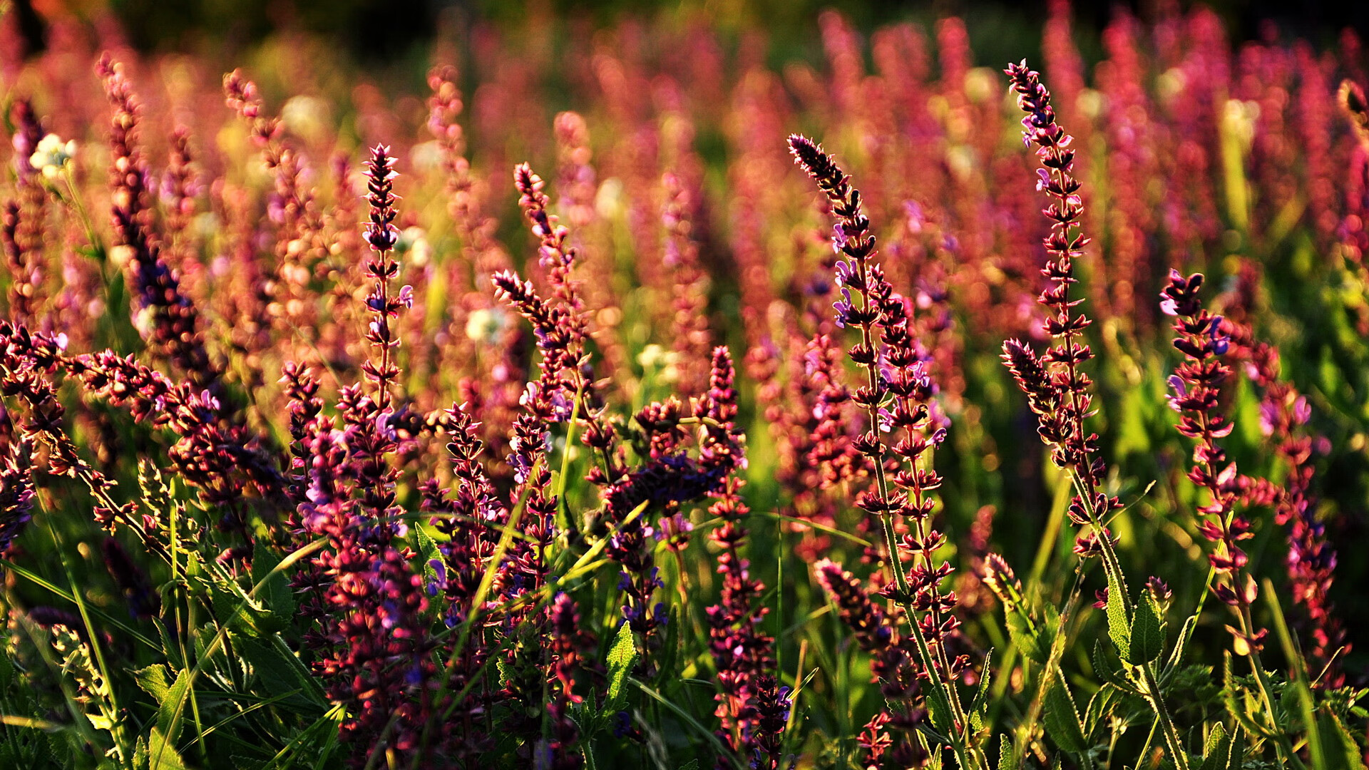 当国家队掀翻俱乐部战舰，几内亚淘汰勒沃库森的唯一性对决，坎特如何成为跨界关键先生