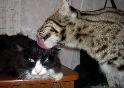 爱游戏tv-沉默的绞索，哈利伯顿如何用一场教科书式防守导演惊天逆转