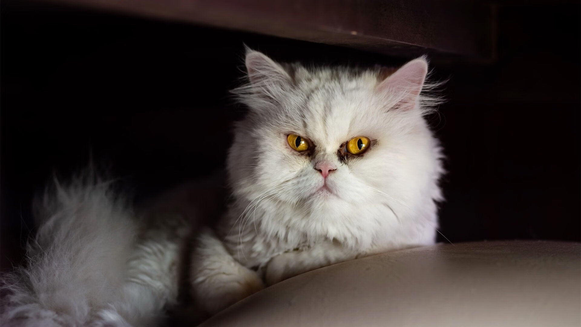 补时英雄阿尔瓦雷斯，威尔士绝境逆转乌克兰，最后一刻点燃足球奇迹