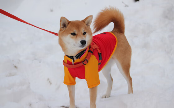 橙色的坚韧之花，荷兰最后时刻绽放，京多安持续杀伤力定乾坤