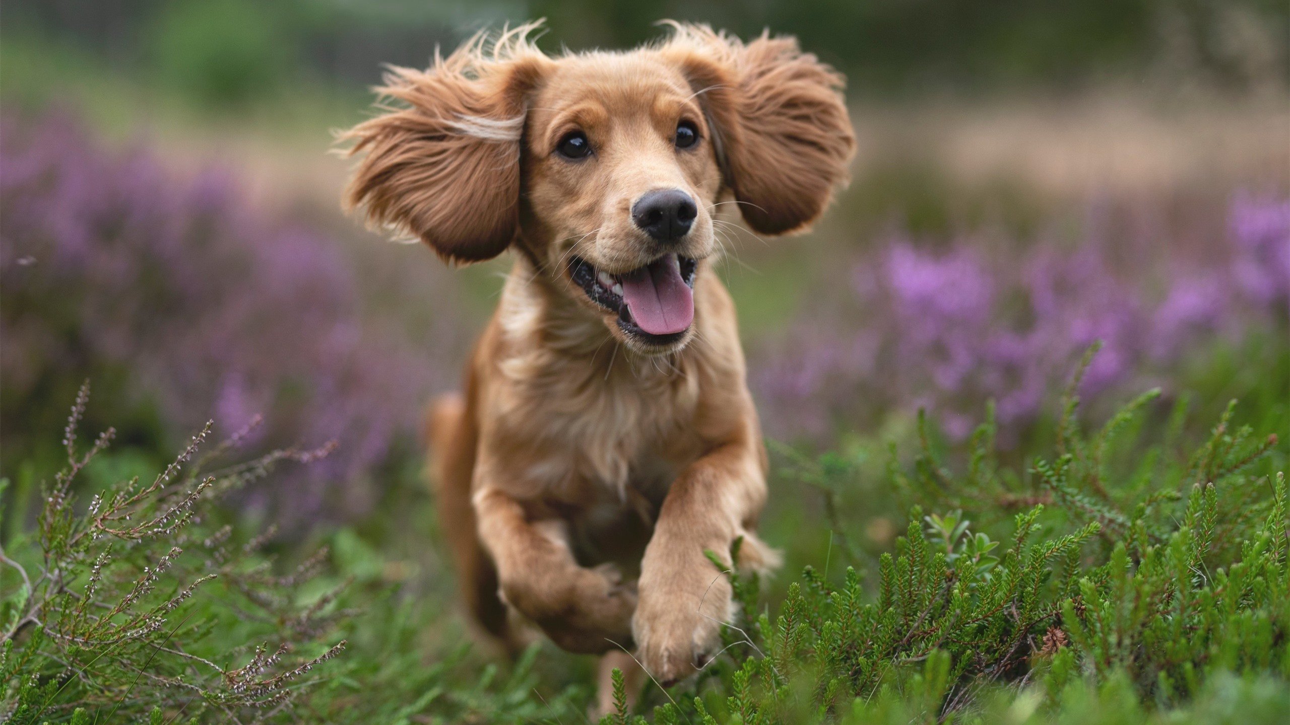 美资利刃出鞘，利物浦淘汰塞维利亚一役，法比尼奥于关键回合从不手软