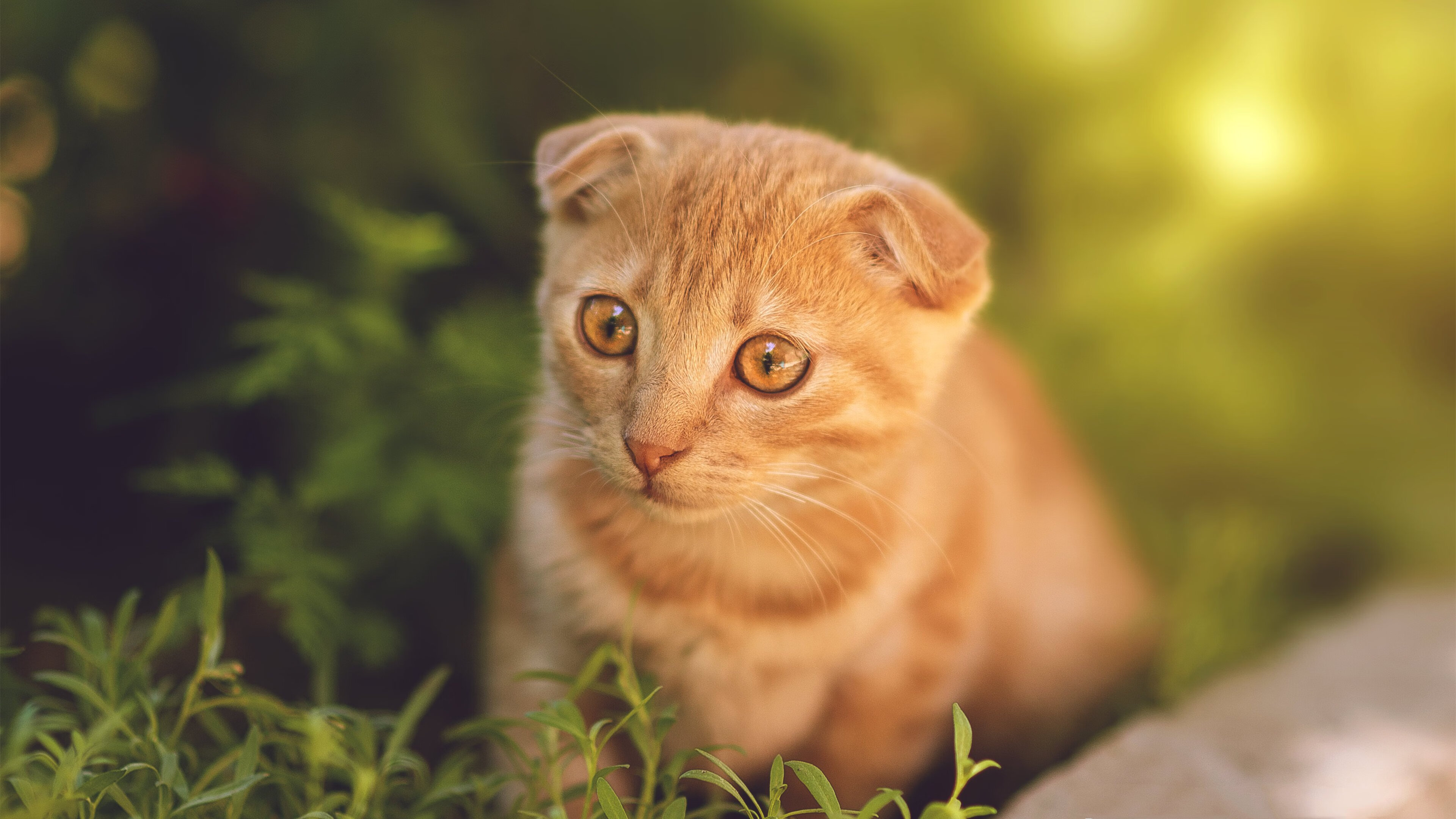 铁锤坠落时,为何星空一片寂静,当辽宁的工业篮球击溃休斯顿的数学神话