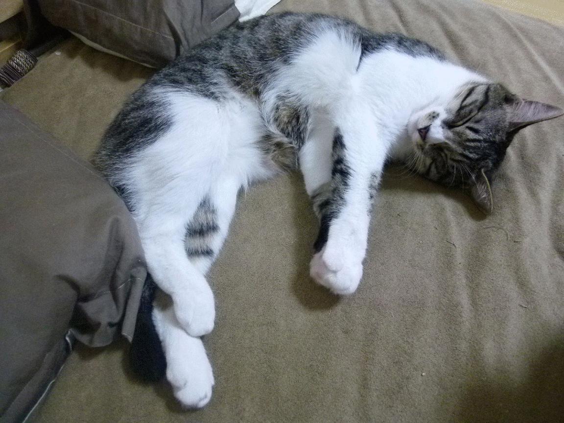 爱游戏官网-精密手术，以皇马式战术解剖哥伦比亚，佩德里梅开二度终结悬念