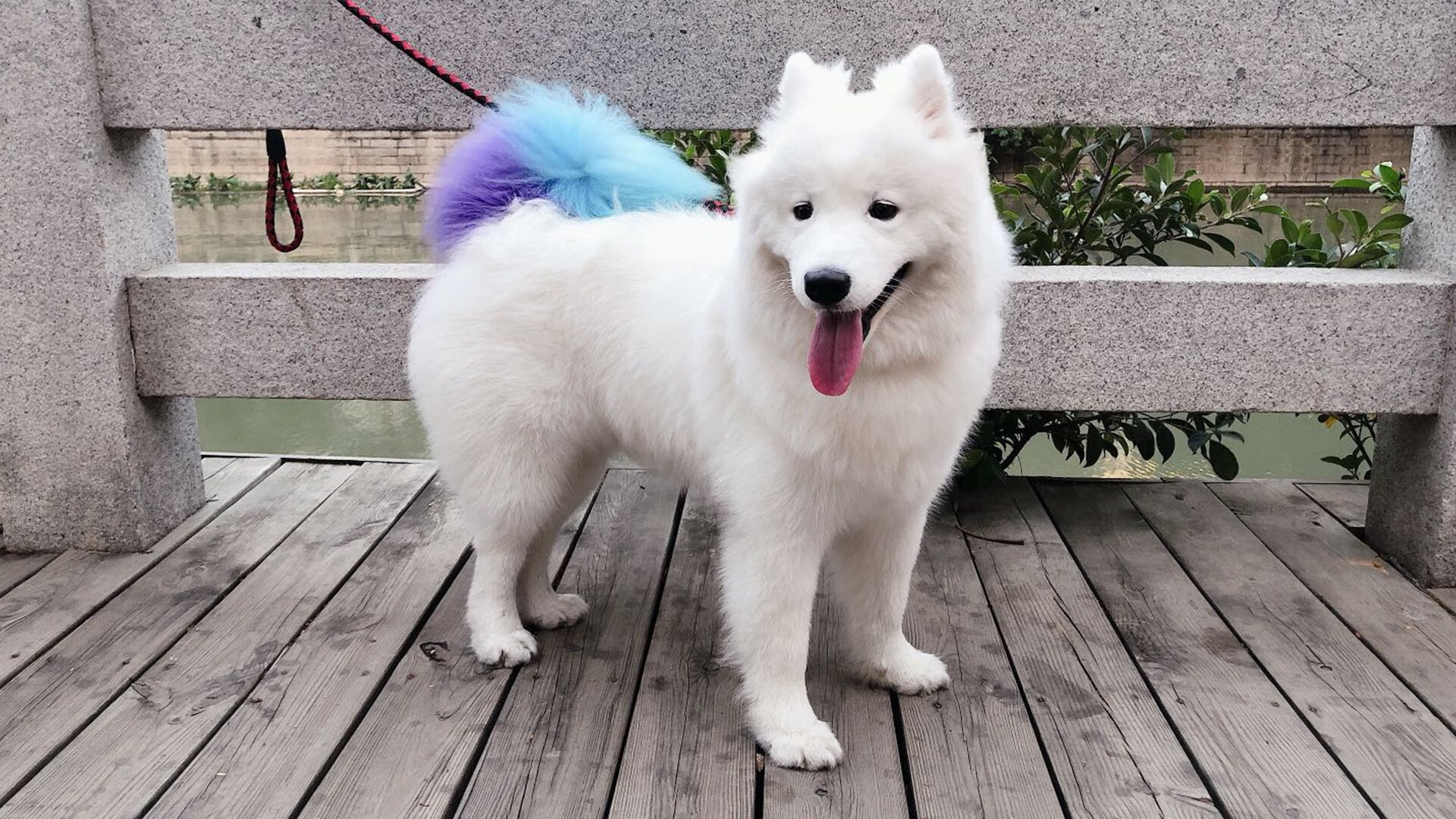 文艺复兴战火重燃,当苏格兰在绿茵场击败佛罗伦萨,厄德高如何成为穿越时空的关键先生?