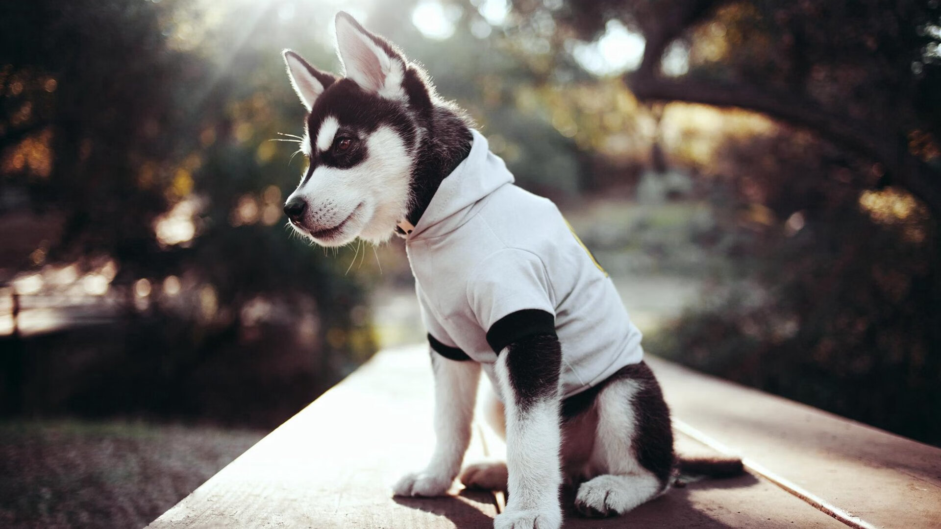 金色烈焰与蓝色风暴,萨拉赫的魔法与西班牙的闪电—瞬间爆发如何定义比赛