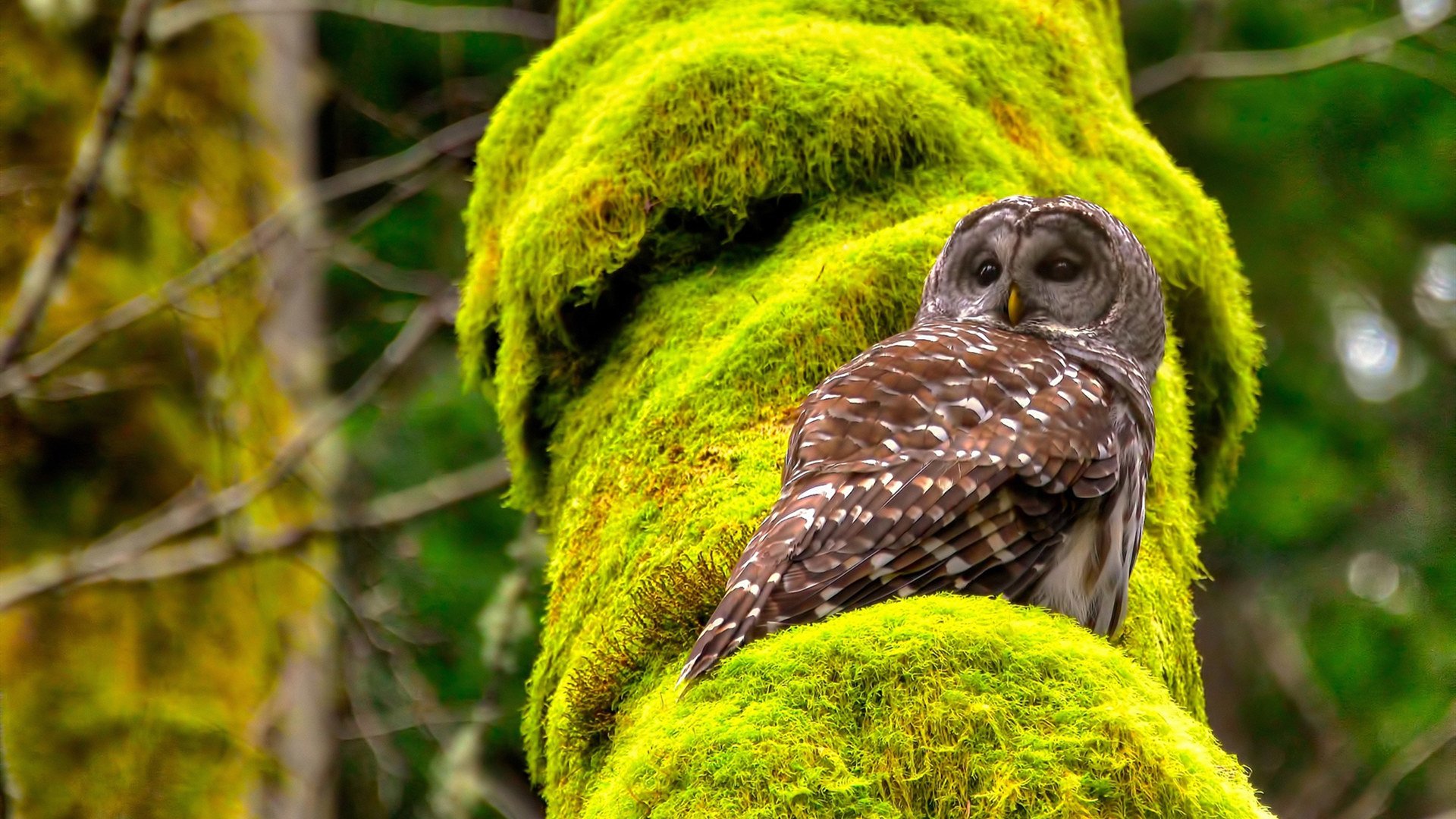 反客为主!马克西惊艳雷霆主场,独行侠展现客场魅力