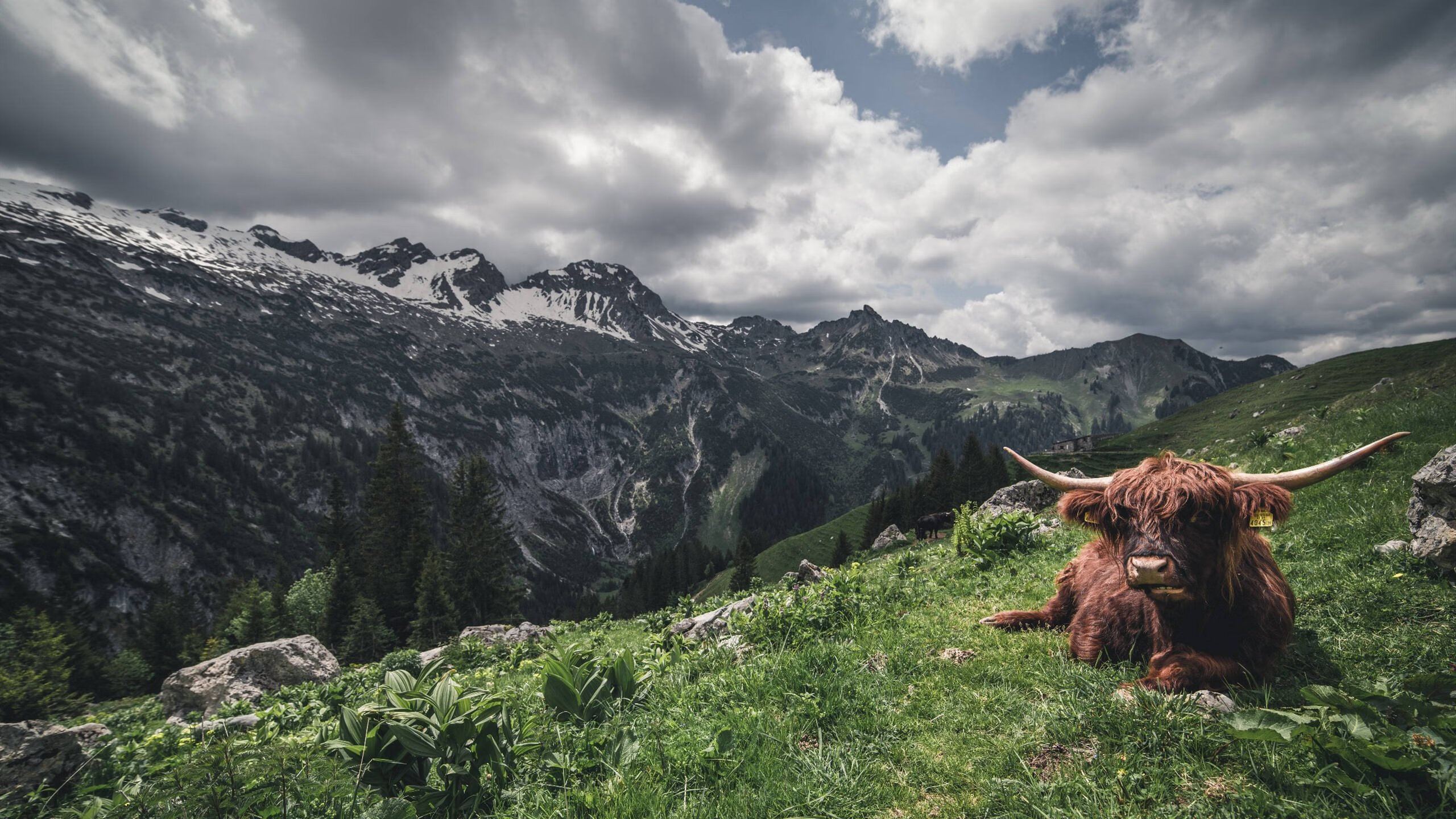 贝恩爆发！西域铁骑横跨天山脚，生死战擒勇士于金州之巅
