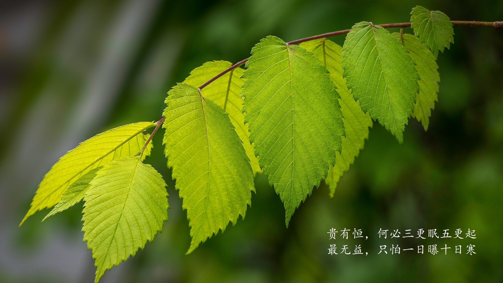 沙漠中的告别，与桑巴之子的救赎